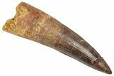 Real Fossil Spinosaurus Tooth - Huge Dinosaur Tooth #351642-1